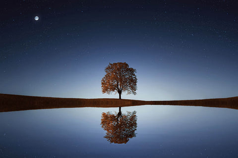 Night Tree Reflection Canvas Print